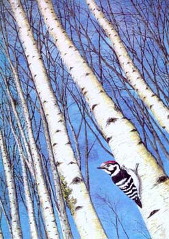 lesser spotted woodpecker